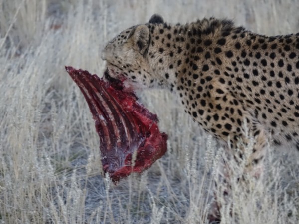 gepard-mit-abendessen-.jpg