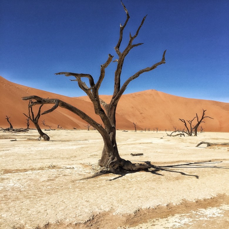 Toter Baum vor roter sanddüne