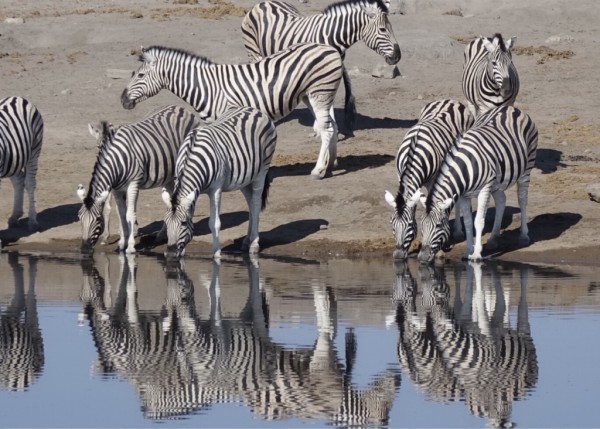 spiegelnde-Zebras.jpg