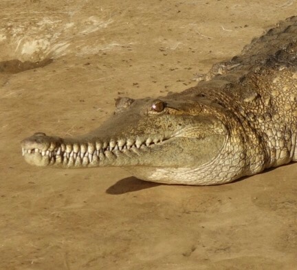 happycroc.jpg