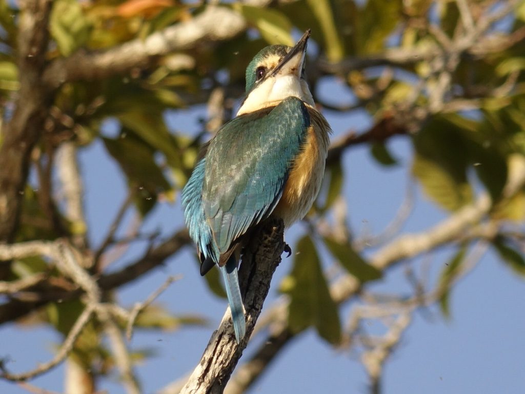 kingfisher.jpg