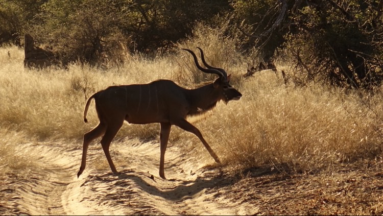 Antilope im Abendlicht