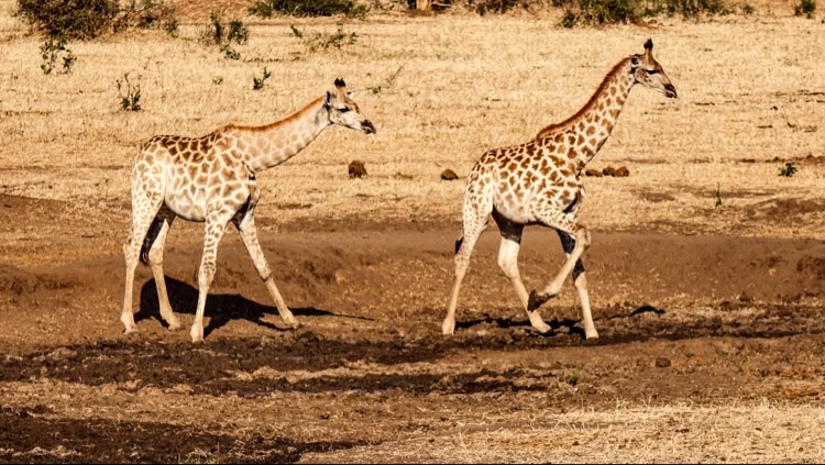 Giraffen Giraffen Giraffen