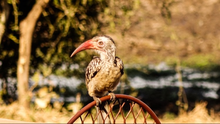 hornbill mit rotem schnabel