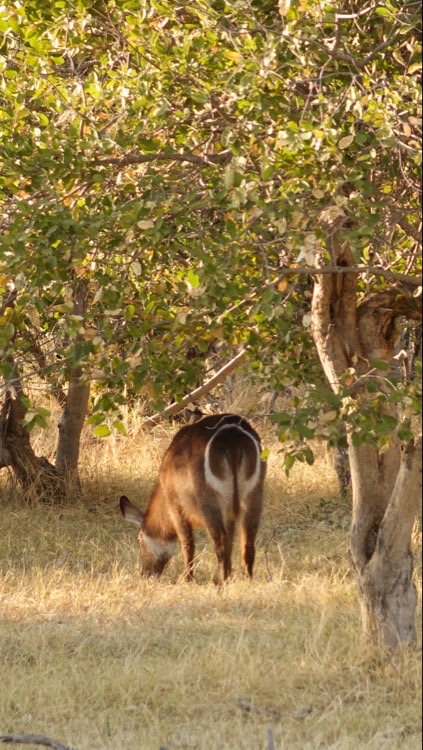 waterbok von hinten