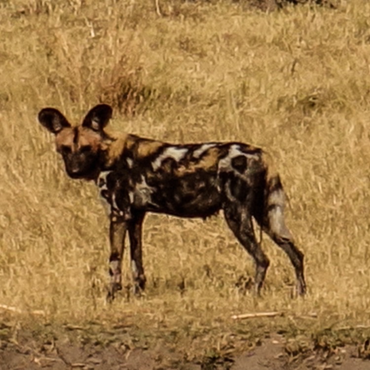 african wild dog