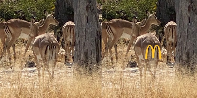 impalas sind das mcdonalds der Savanne