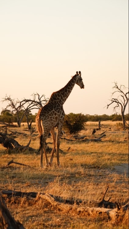 Giraffe bei Sonnenaufgang